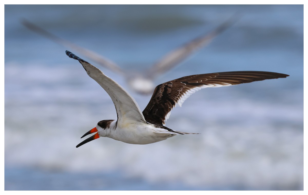 Black Skimmer - ML631442540