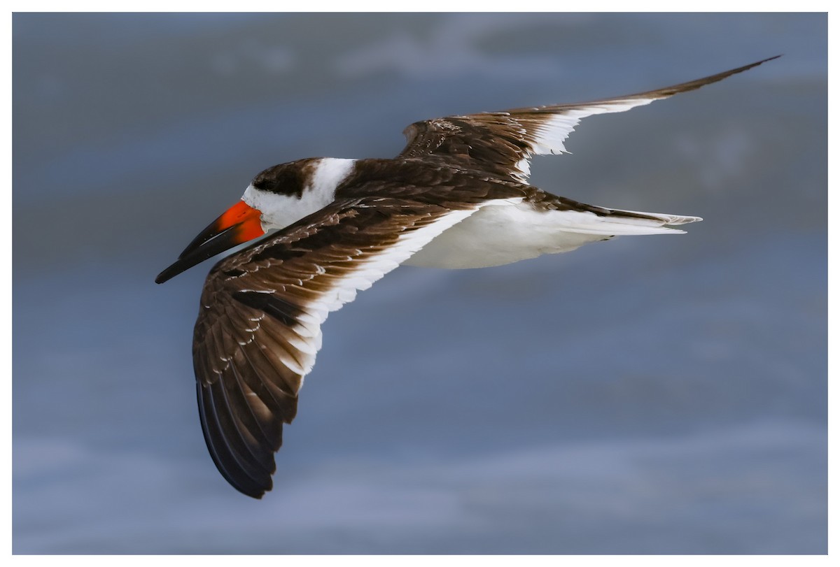 Black Skimmer - ML631442541