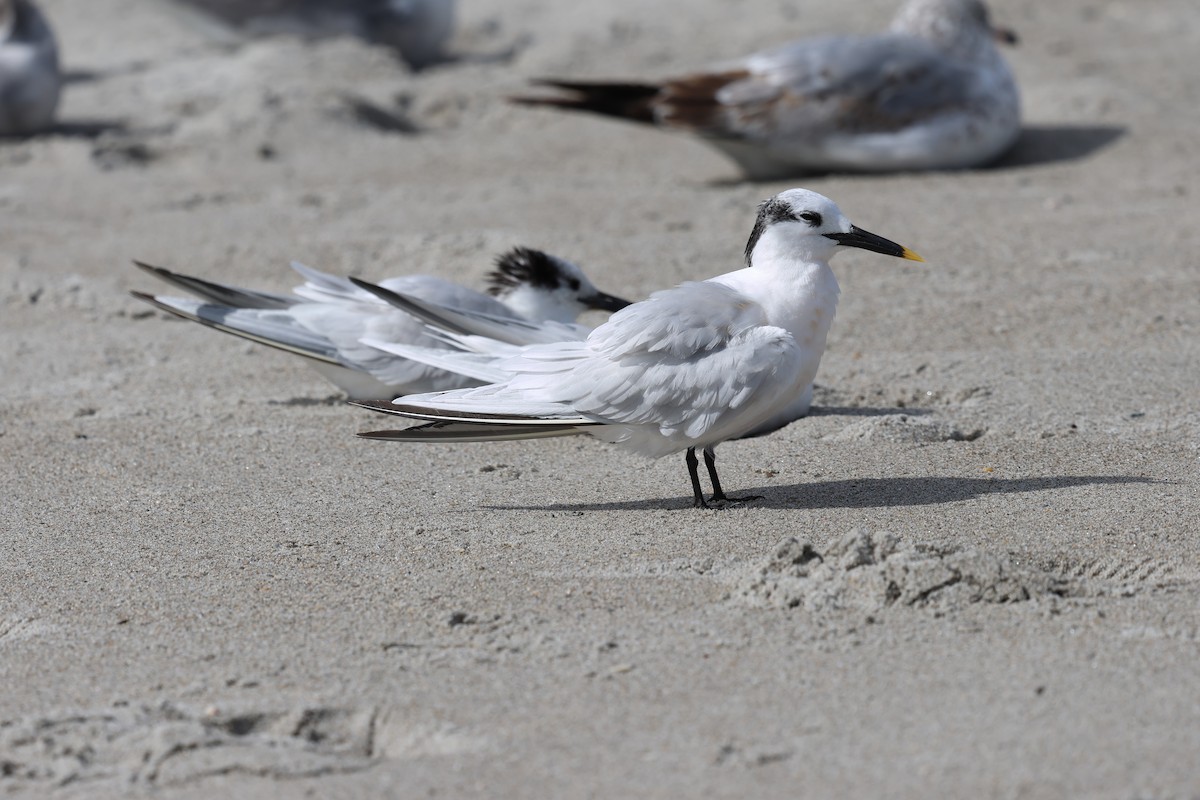 Sandwich Tern - ML631442565