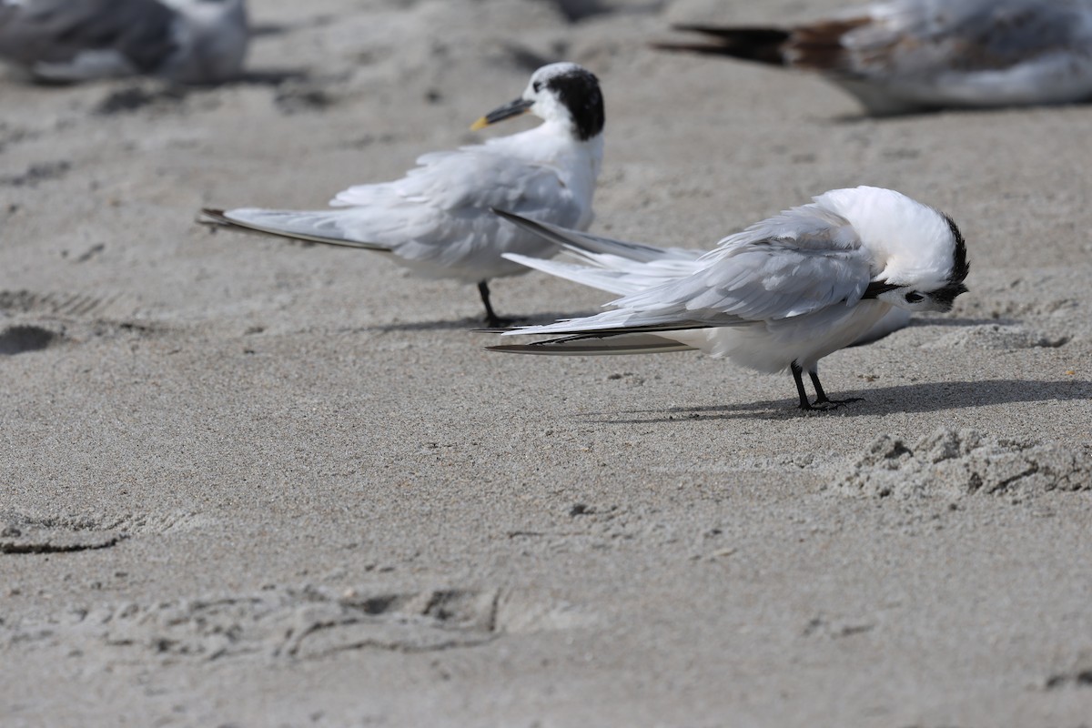 Sandwich Tern - ML631442566
