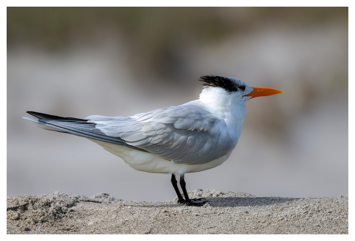 Royal Tern - ML631442578