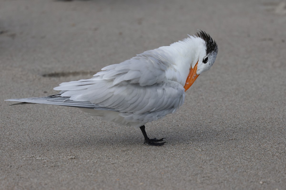 Royal Tern - ML631442579