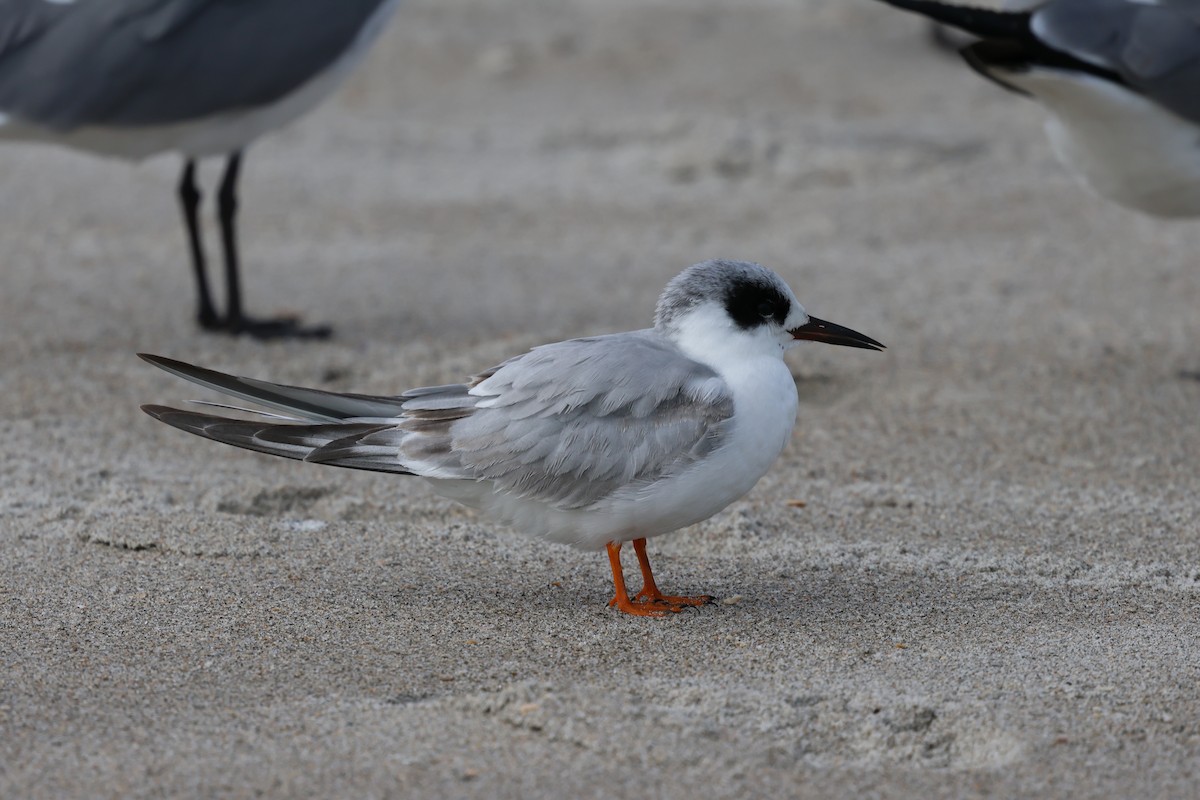 Forster's Tern - ML631442680