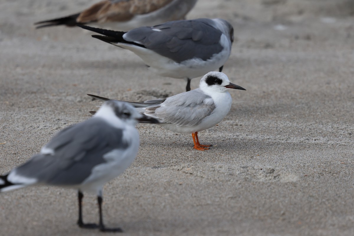 Forster's Tern - ML631442681