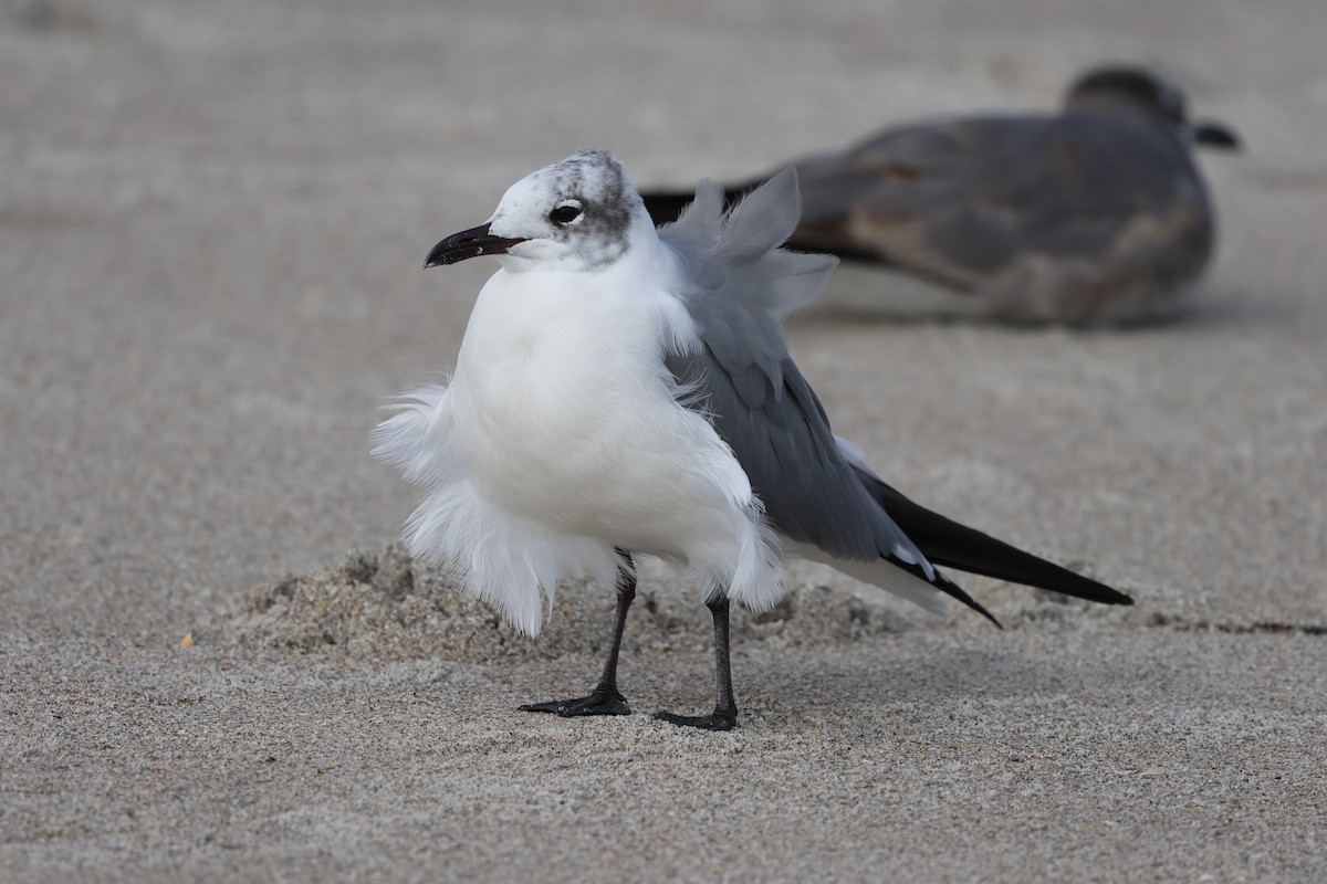 Laughing Gull - ML631442698