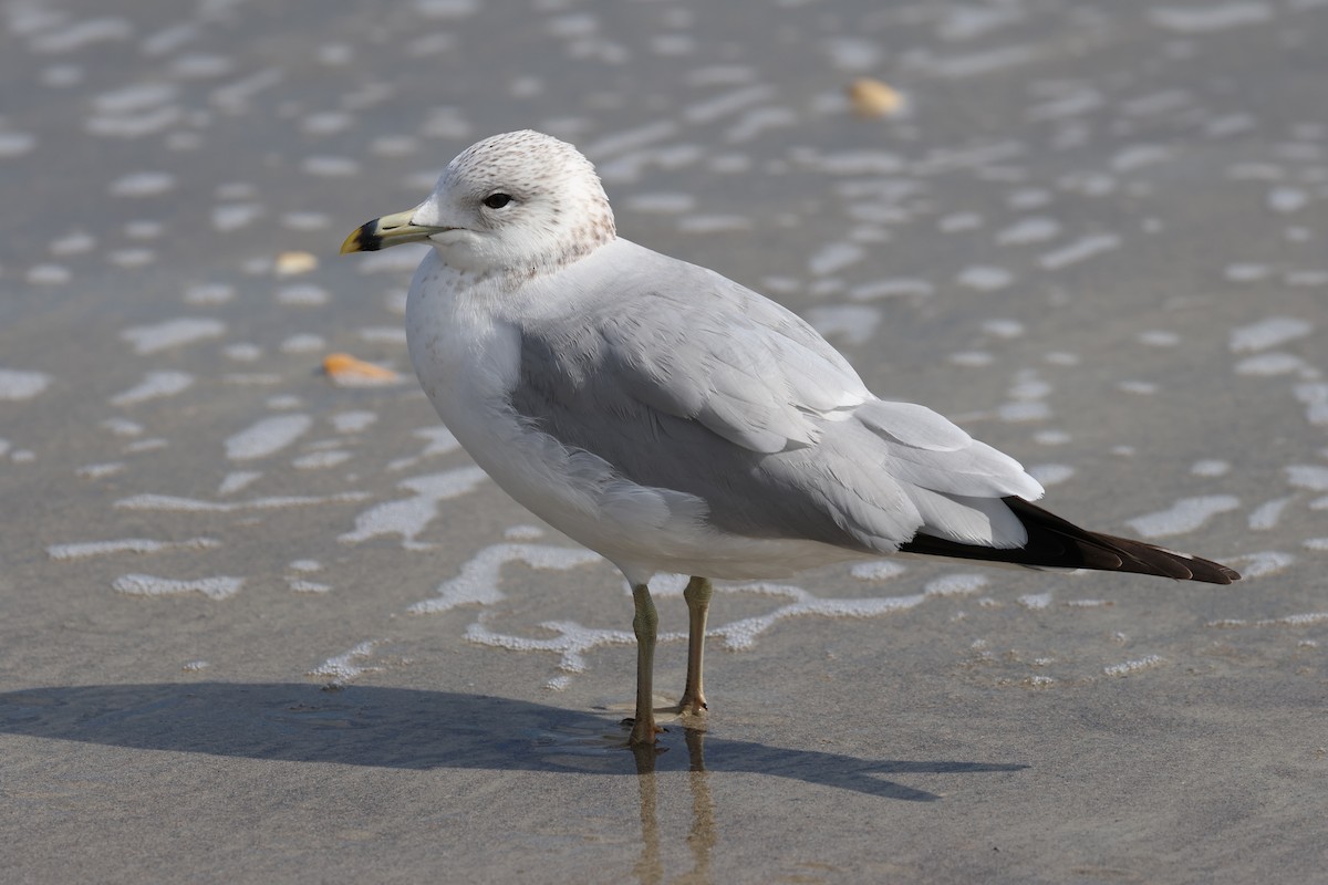 Ring-billed Gull - ML631442714