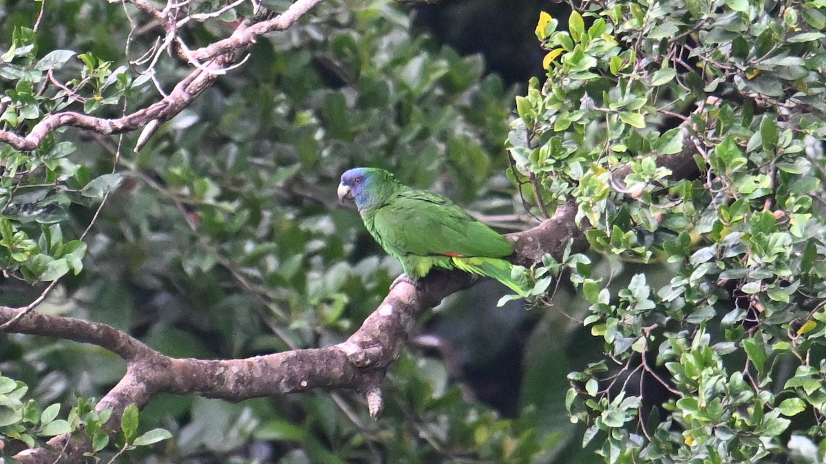 Amazona Gorjirroja - ML631442938