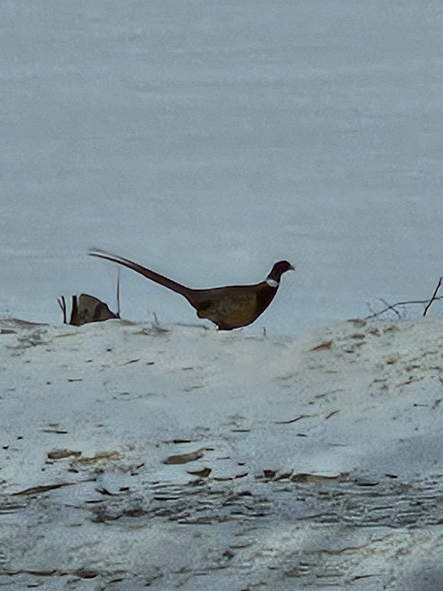 Фазан звичайний - ML631442956