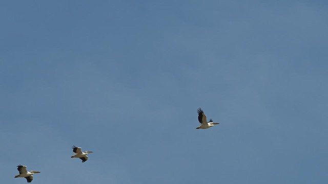 Great White Pelican - ML631443128