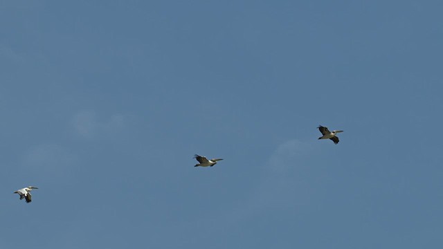 Great White Pelican - ML631443129