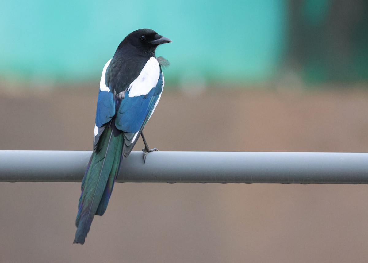 Oriental Magpie - ML631443175
