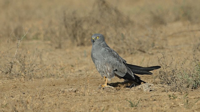 Buse féroce - ML631443190