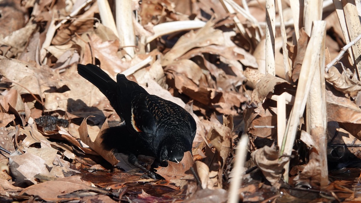 Red-winged Blackbird (Red-winged) - ML631443197