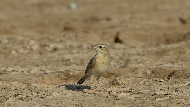 linduška úhorní - ML631443204