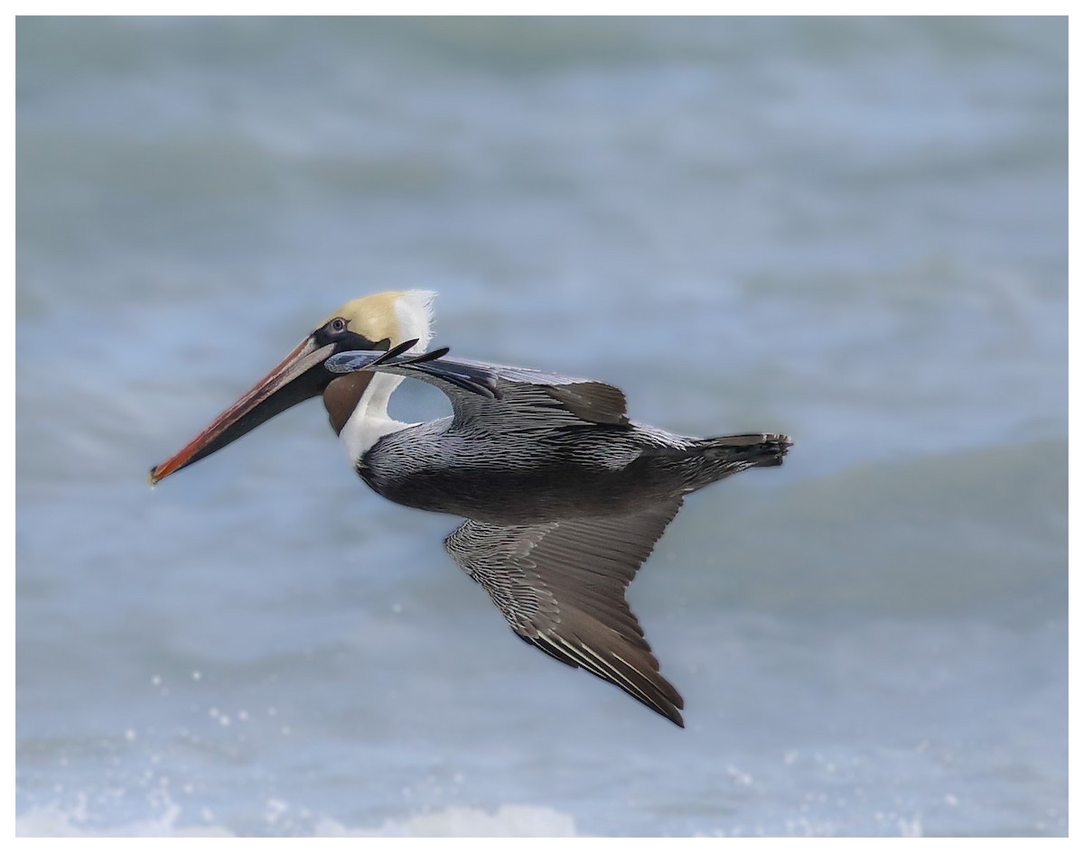 Brown Pelican - ML631443250