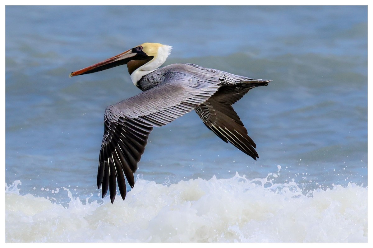 Brown Pelican - ML631443251