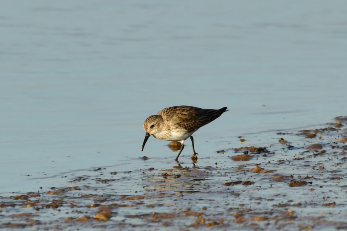 Dunlin - ML631443428