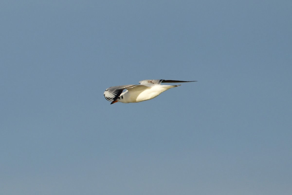 Black-headed Gull - ML631443432