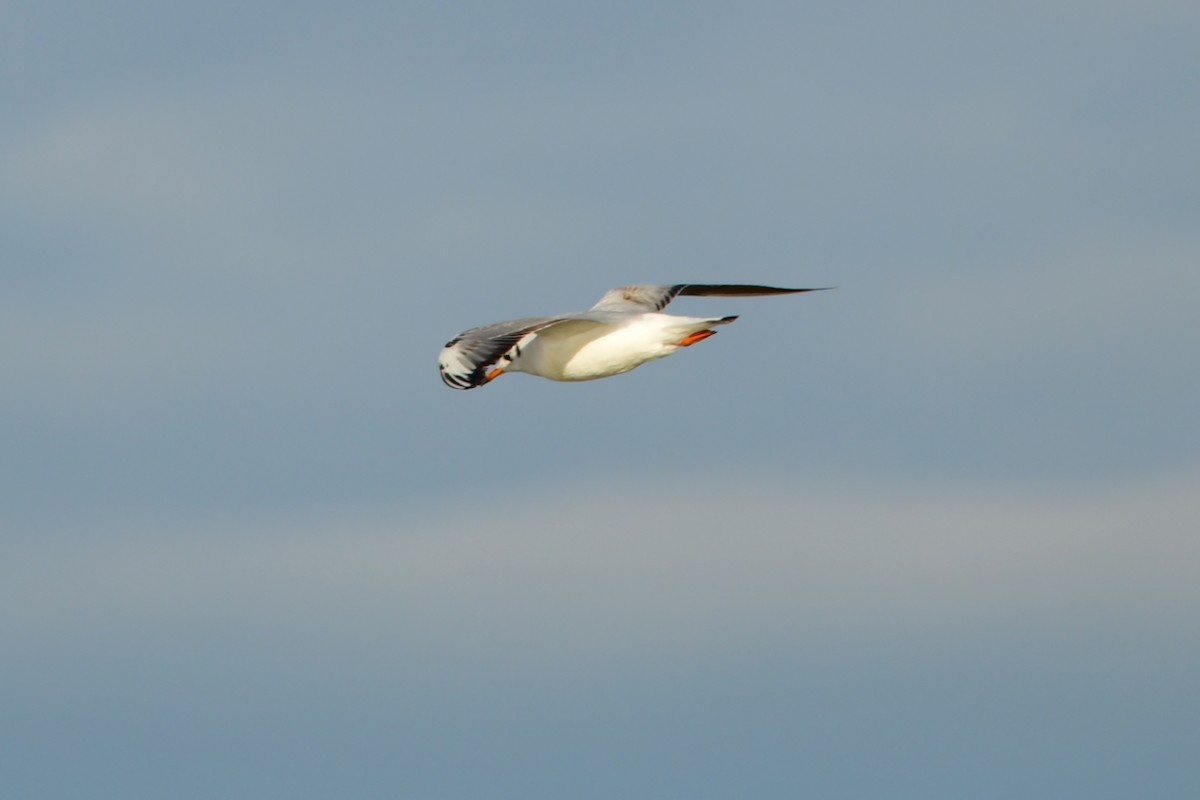 Black-headed Gull - ML631443436