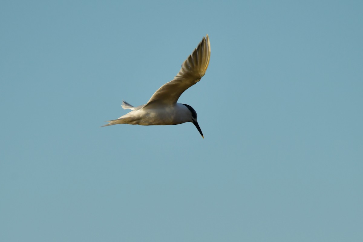 Sandwich Tern - ML631443440