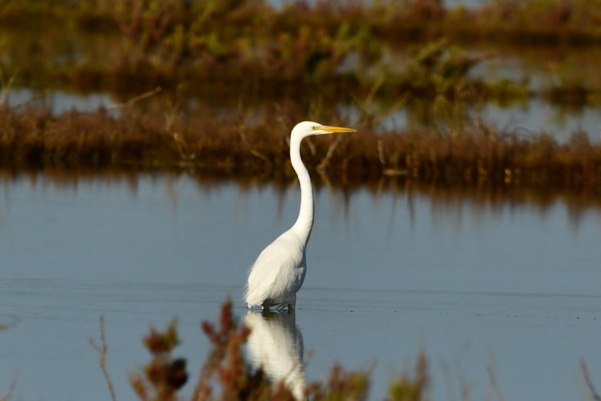 Great Egret - ML631443456