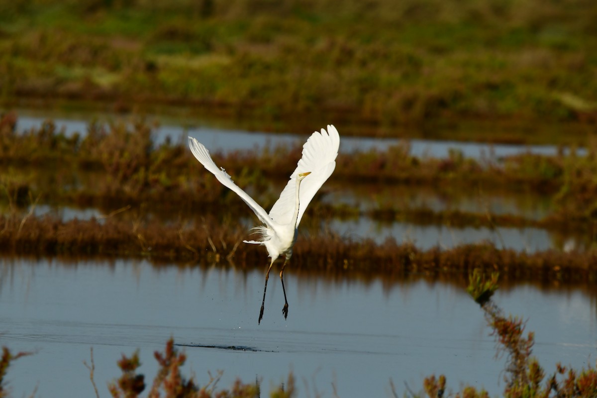 Great Egret - ML631443461