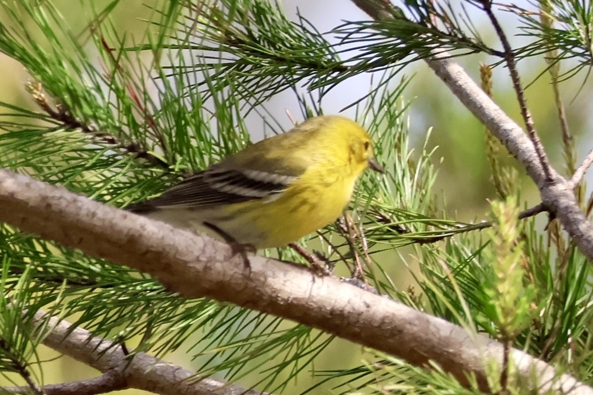 Pine Warbler - ML631443471