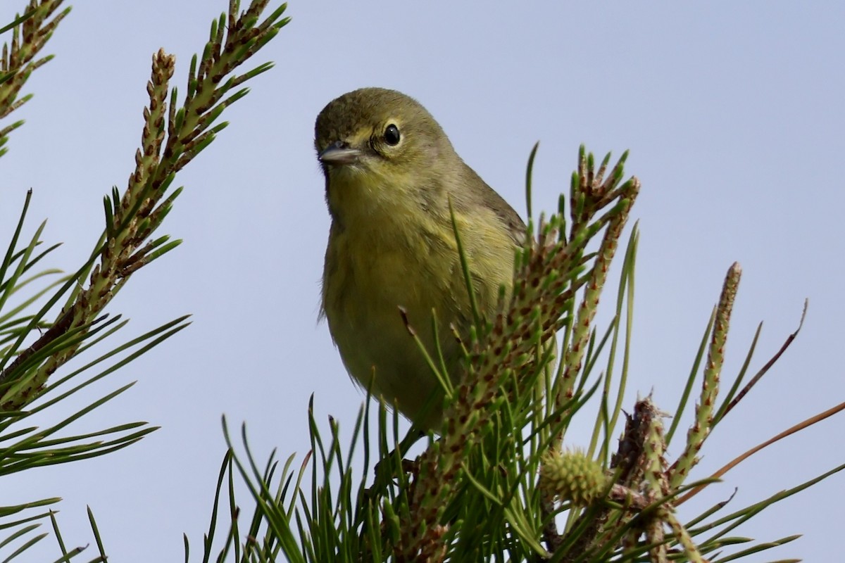 Pine Warbler - ML631443472