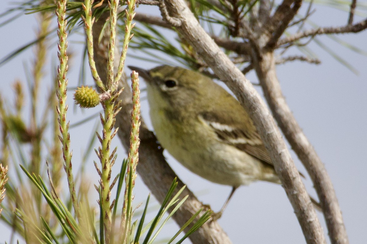 Pine Warbler - ML631443473