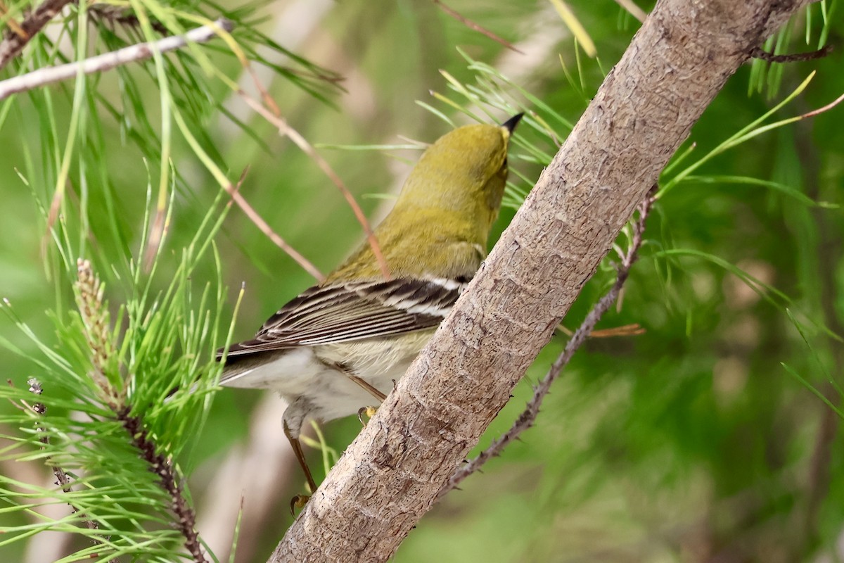 Pine Warbler - ML631443474
