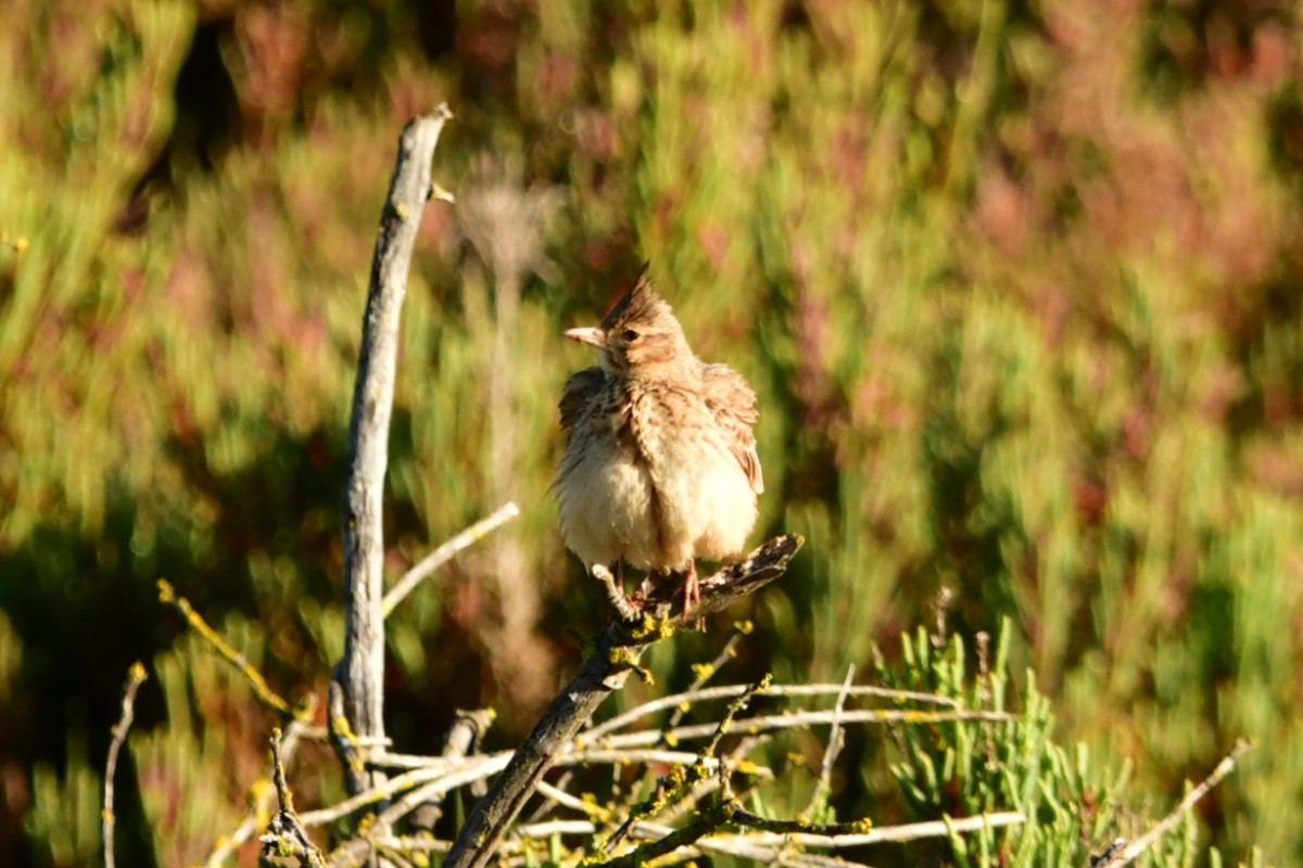 Crested Lark - ML631443475