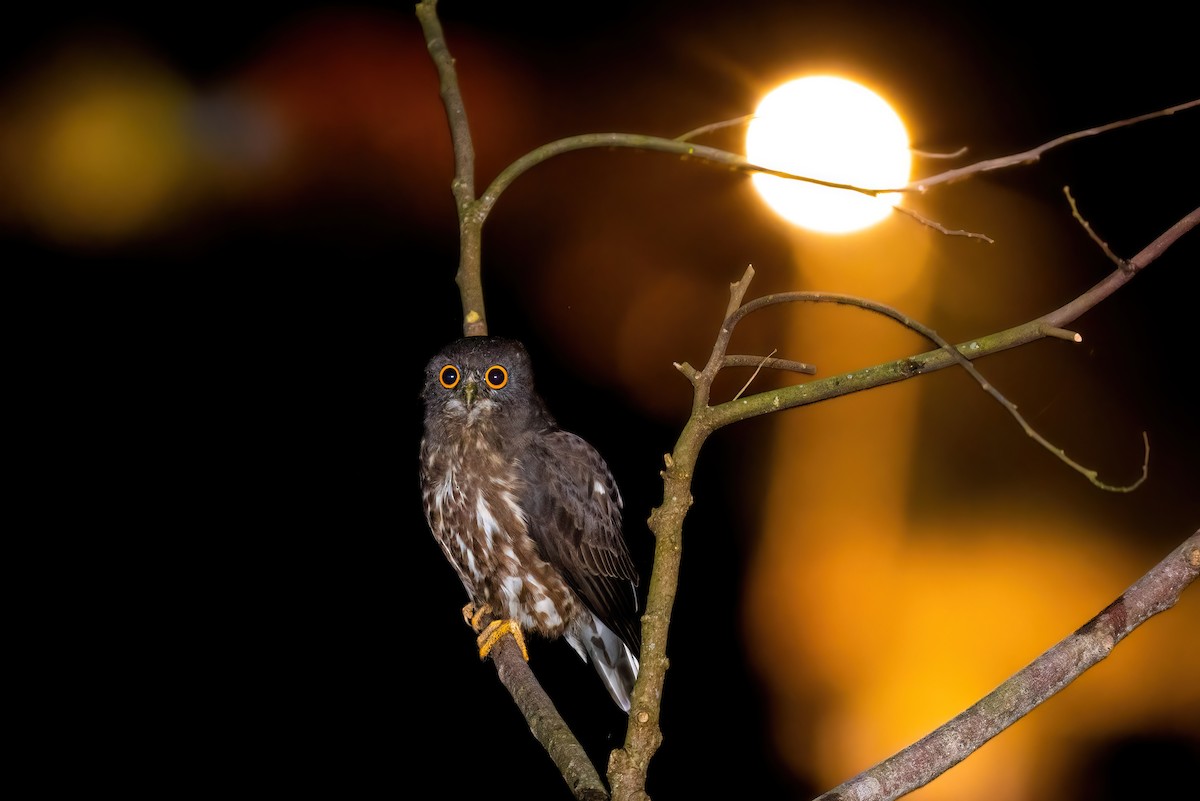 Бор ууль - ML631443827