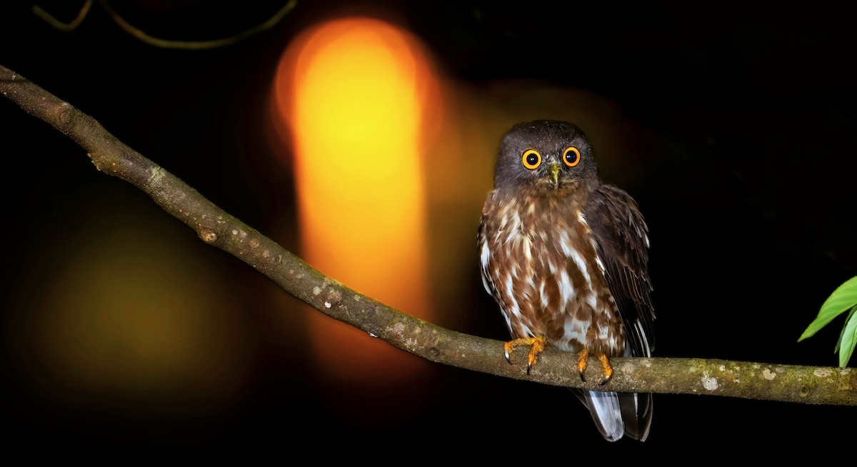 Бор ууль - ML631443828