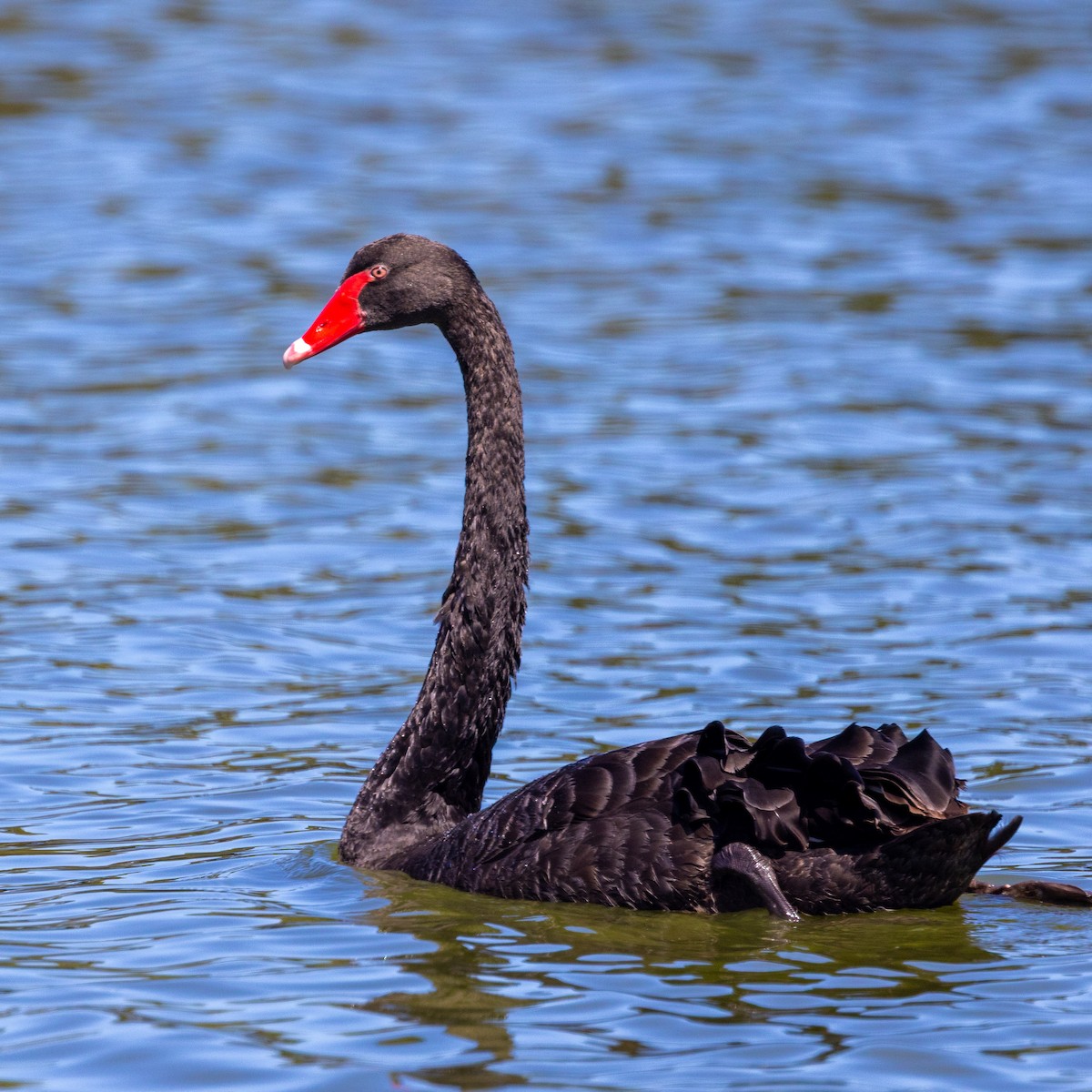 Black Swan - ML631443869