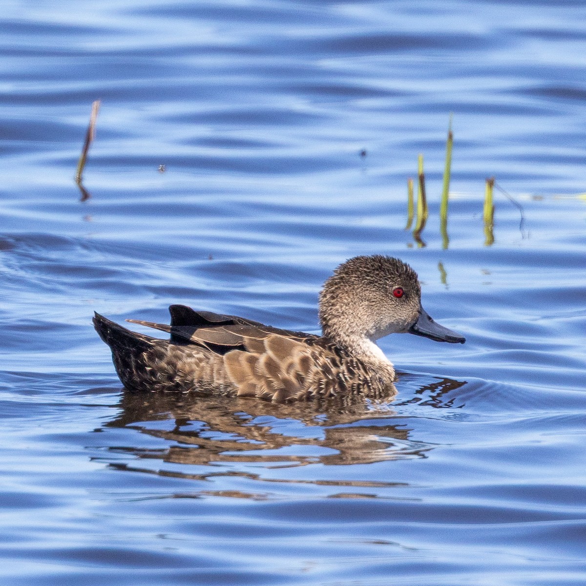 Gray Teal - ML631443886