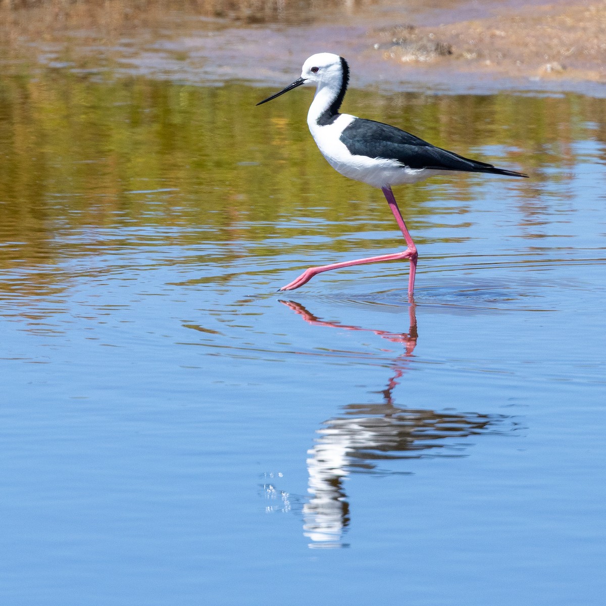 Pied Stilt - ML631443897