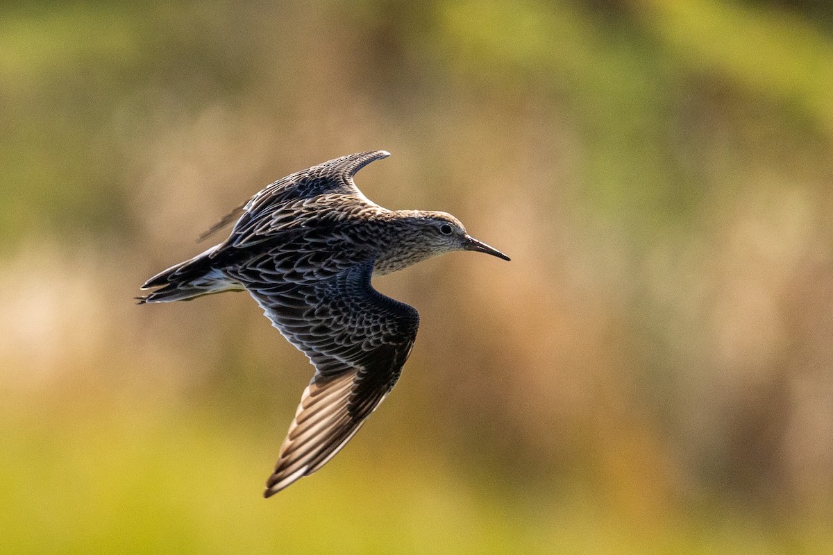 Sharp-tailed Sandpiper - ML631443901