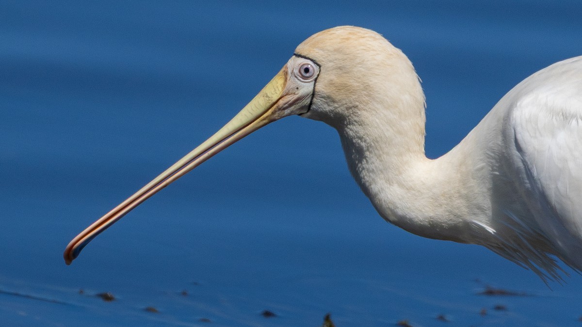 Yellow-billed Spoonbill - ML631443906