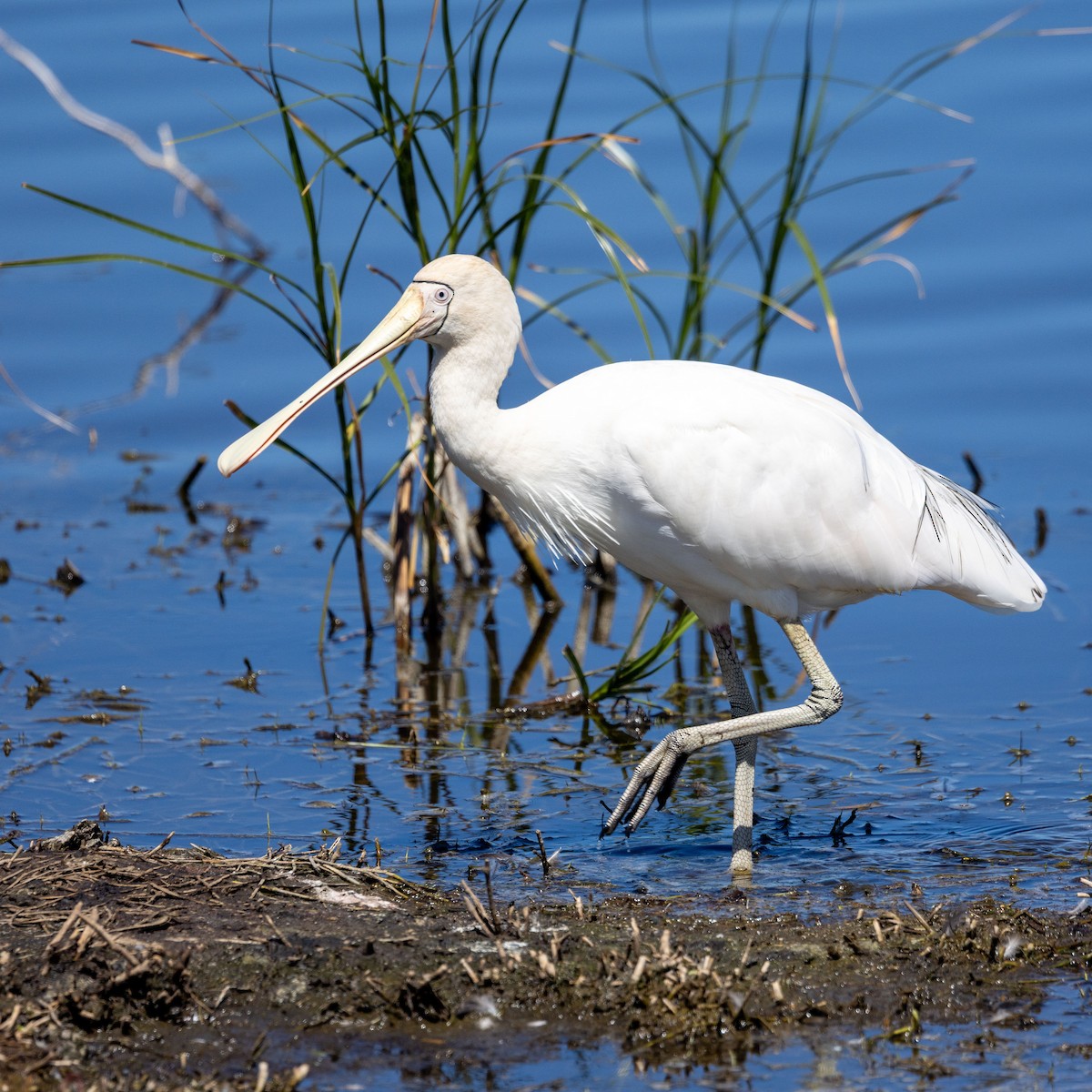 Yellow-billed Spoonbill - ML631443909