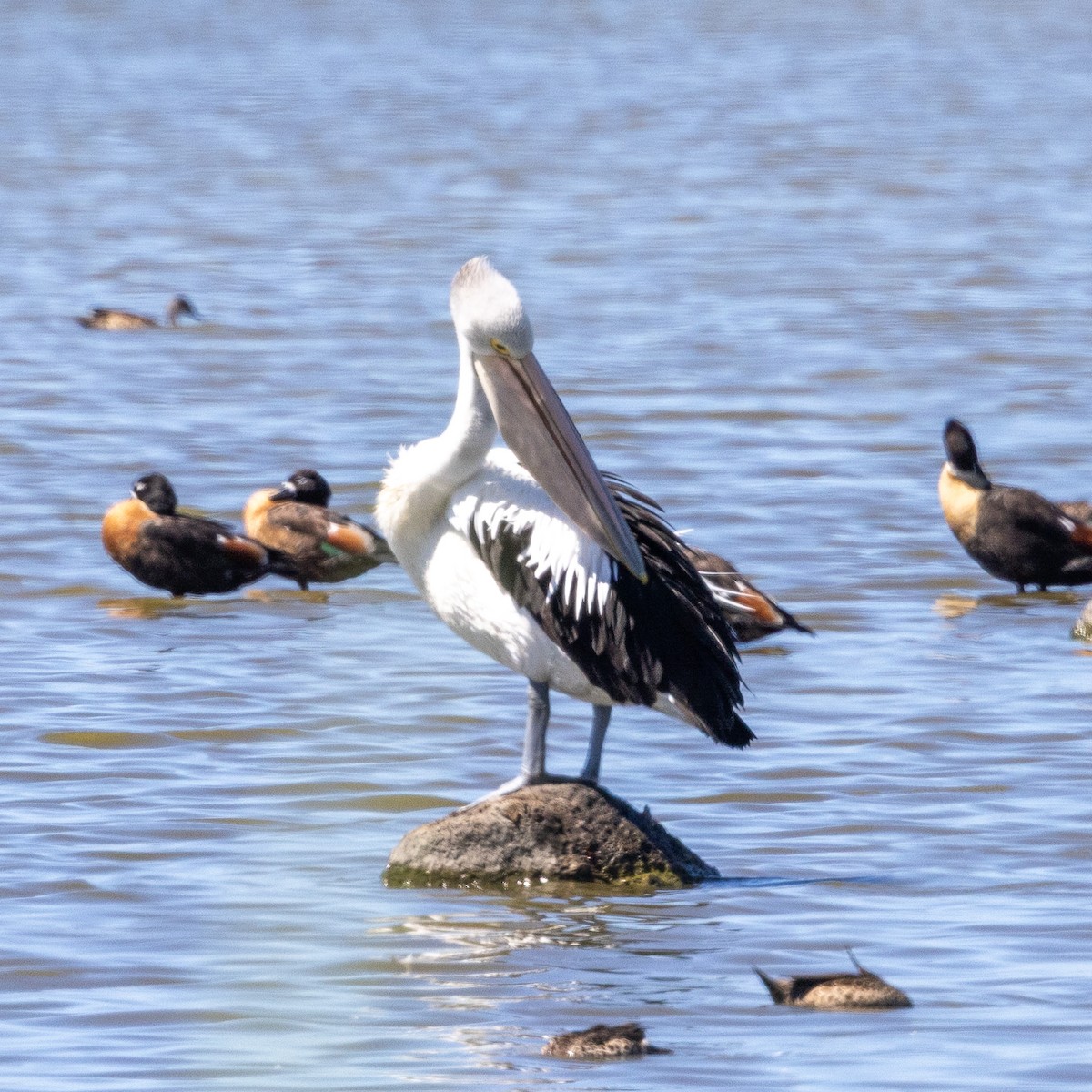 Australian Pelican - ML631443926