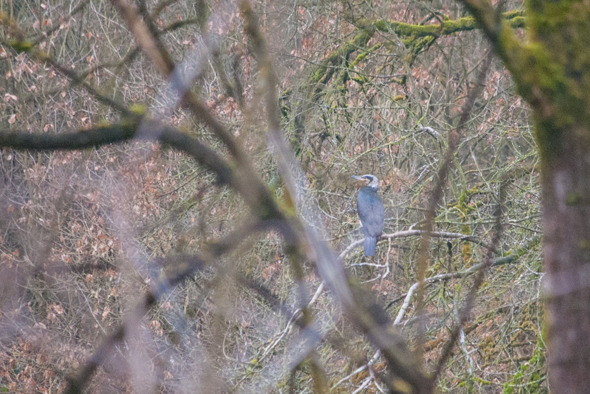 Great Cormorant - ML631443983
