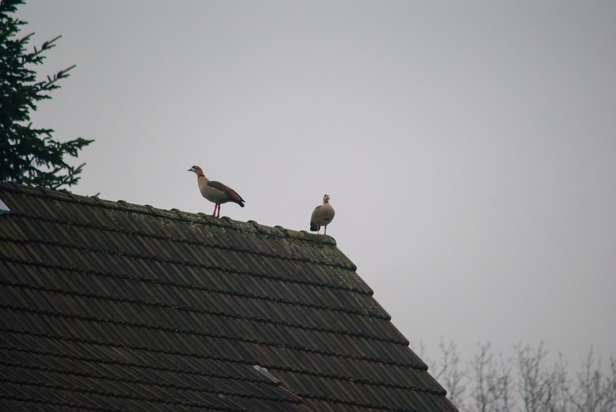 Egyptian Goose - ML631443987