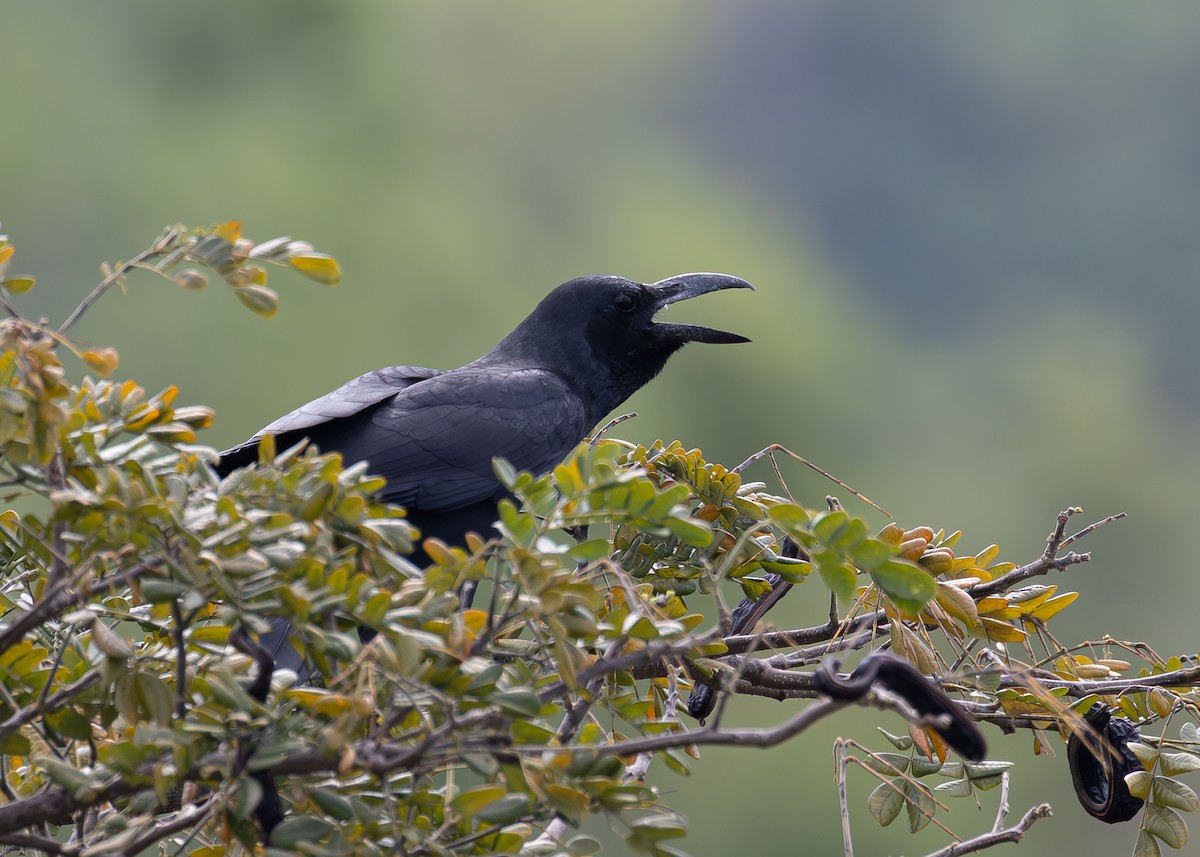 Philippine Jungle Crow - ML631444060