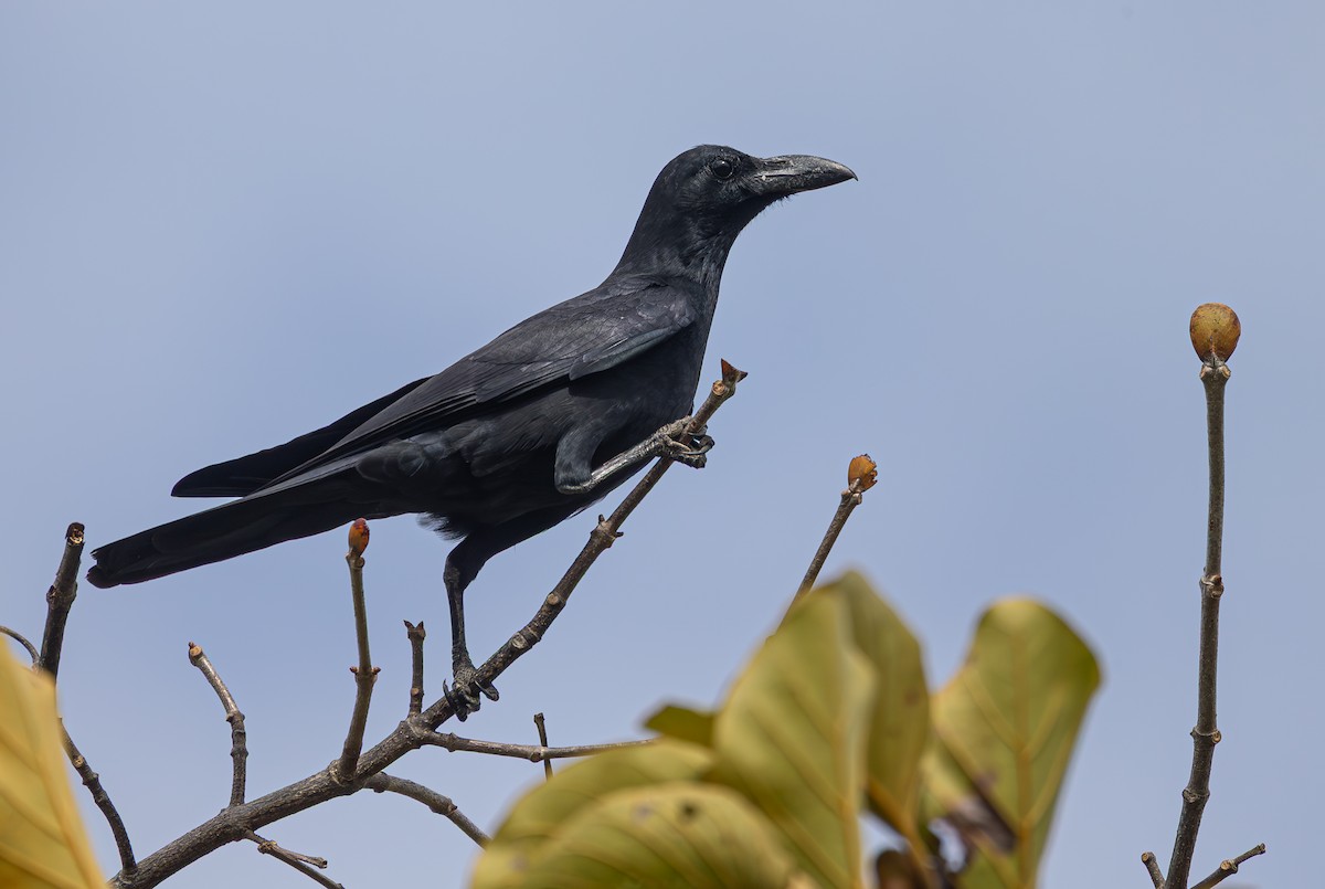 Philippine Jungle Crow - ML631444061