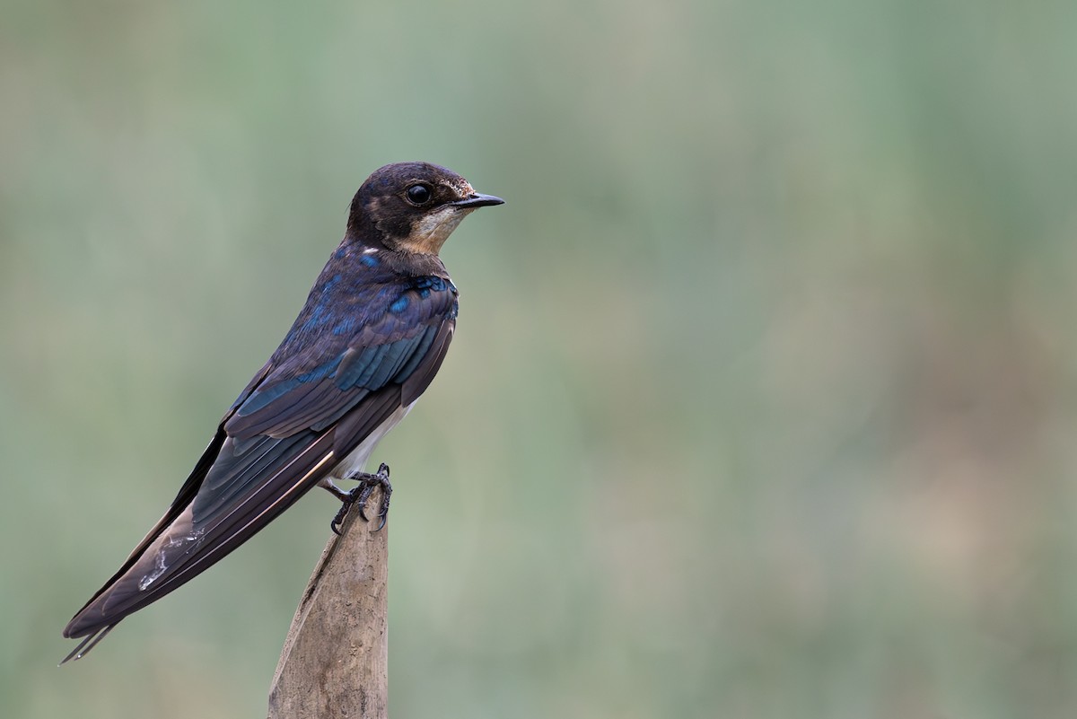 Barn Swallow - ML631444072