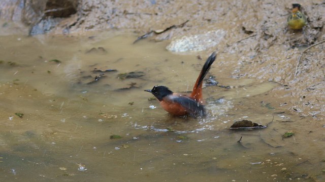 Rufous Sibia - ML631444350