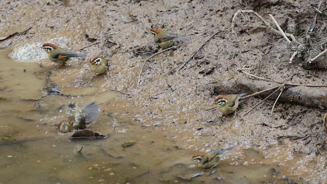 Chestnut-tailed Minla - ML631444368