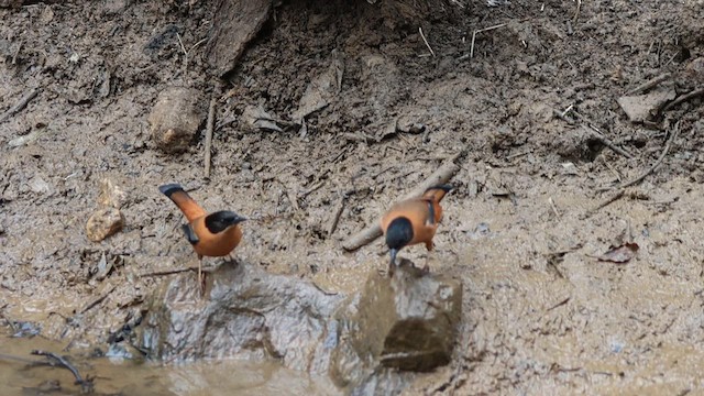 Rufous Sibia - ML631444381