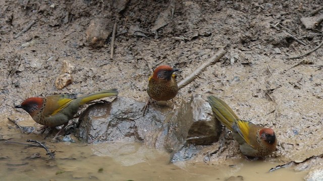 Chestnut-crowned Laughingthrush - ML631444387