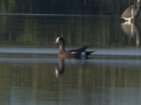 American Wigeon - ML631444416